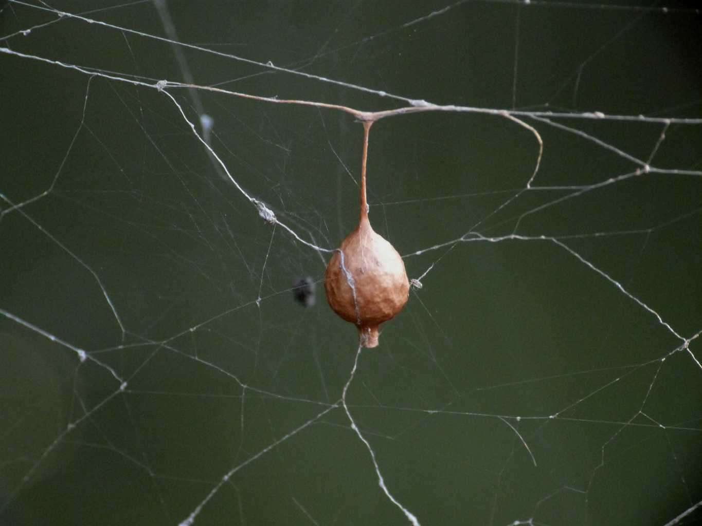 Cyrtophora citricola: fine del ciclo vitale - Ostia (RM)